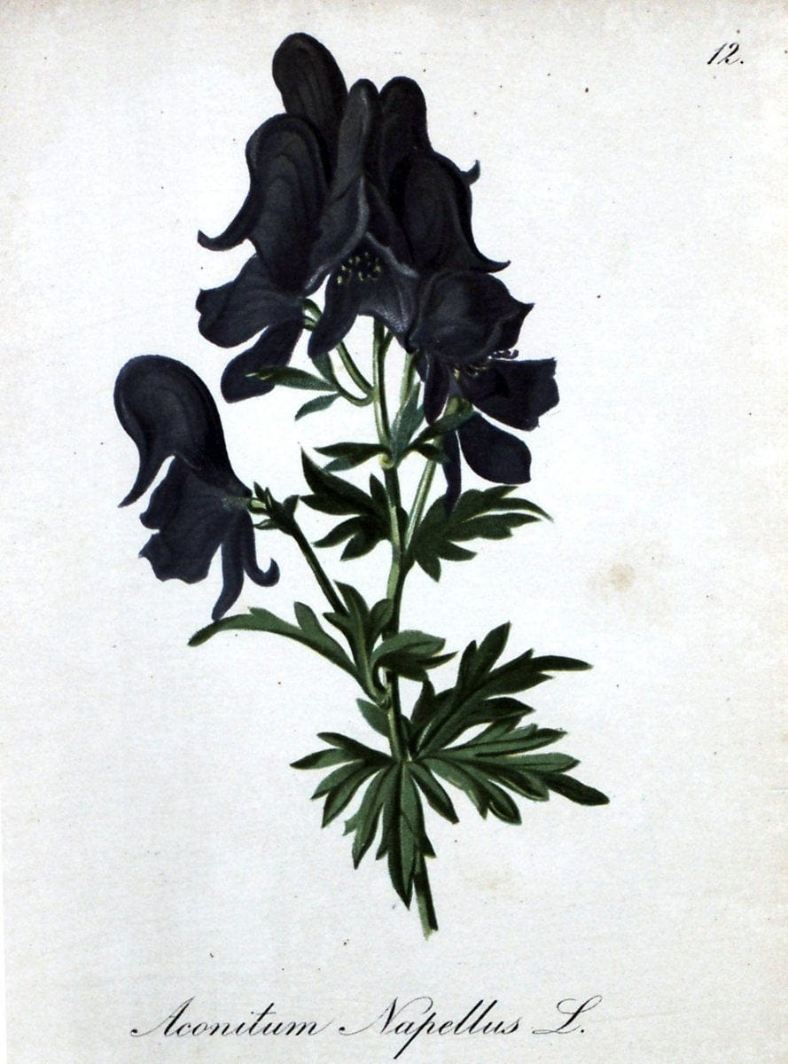 Die Alpenpflanzen nach der Natur gemalt /.Prag :F. Tempsky,1879-1884.. |  | Vintage Print Reproduction 470511