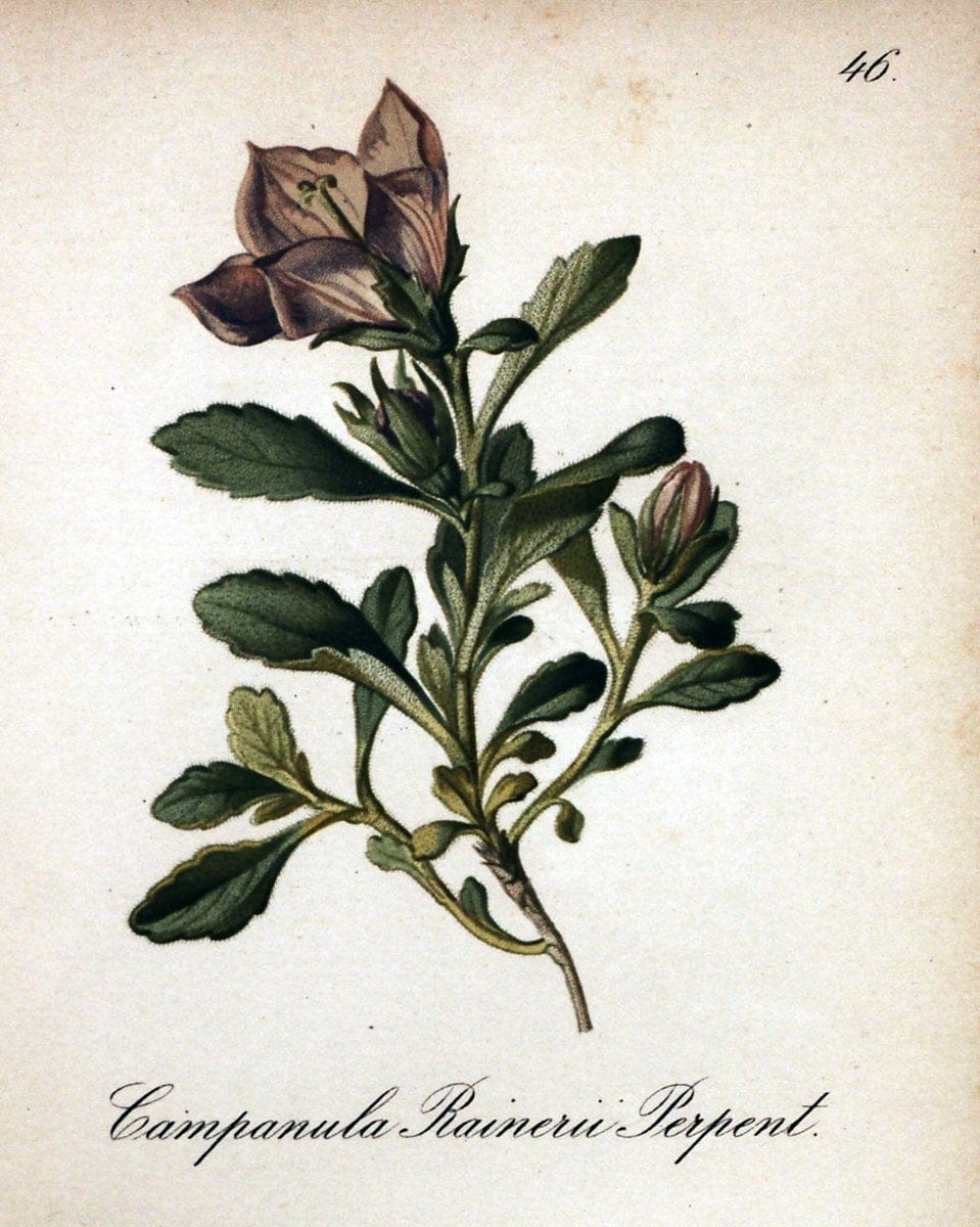 Die Alpenpflanzen nach der Natur gemalt /.Prag :F. Tempsky,1879-1884.. |  | Vintage Print Reproduction 470512