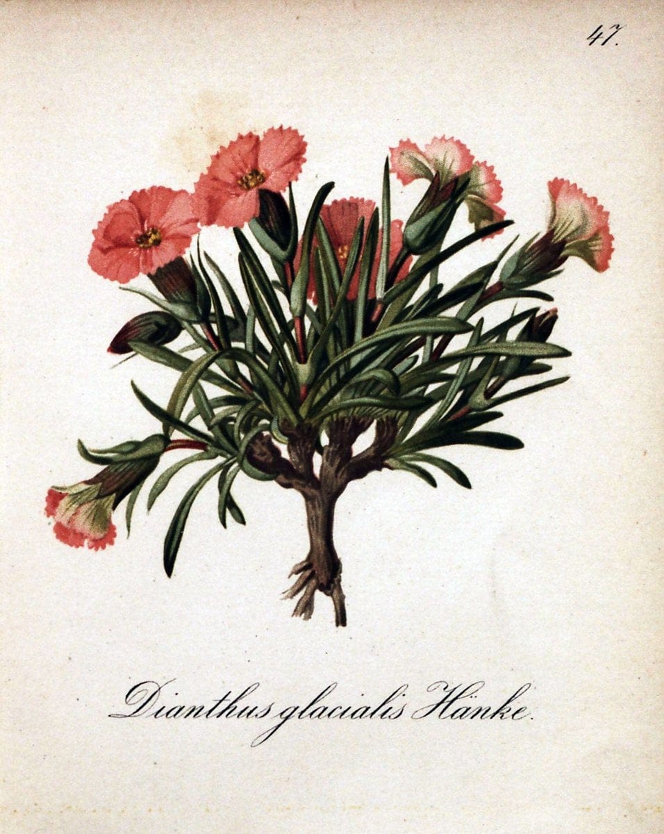 Die Alpenpflanzen nach der Natur gemalt /.Prag :F. Tempsky,1879-1884.. |  | Vintage Print Reproduction 470513