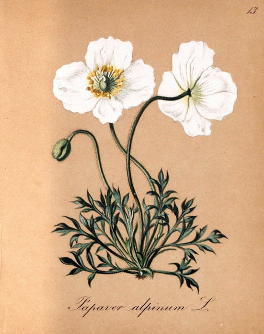 Die Alpenpflanzen nach der Natur gemalt /.Prag :F. Tempsky,1879-1884.. |  | Vintage Print Reproduction 470514