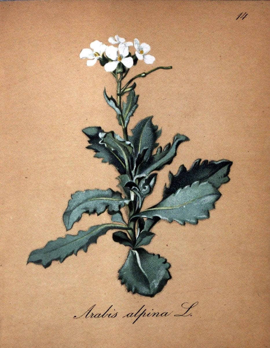 Die Alpenpflanzen nach der Natur gemalt /.Prag :F. Tempsky,1879-1884.. |  | Vintage Print Reproduction 470515