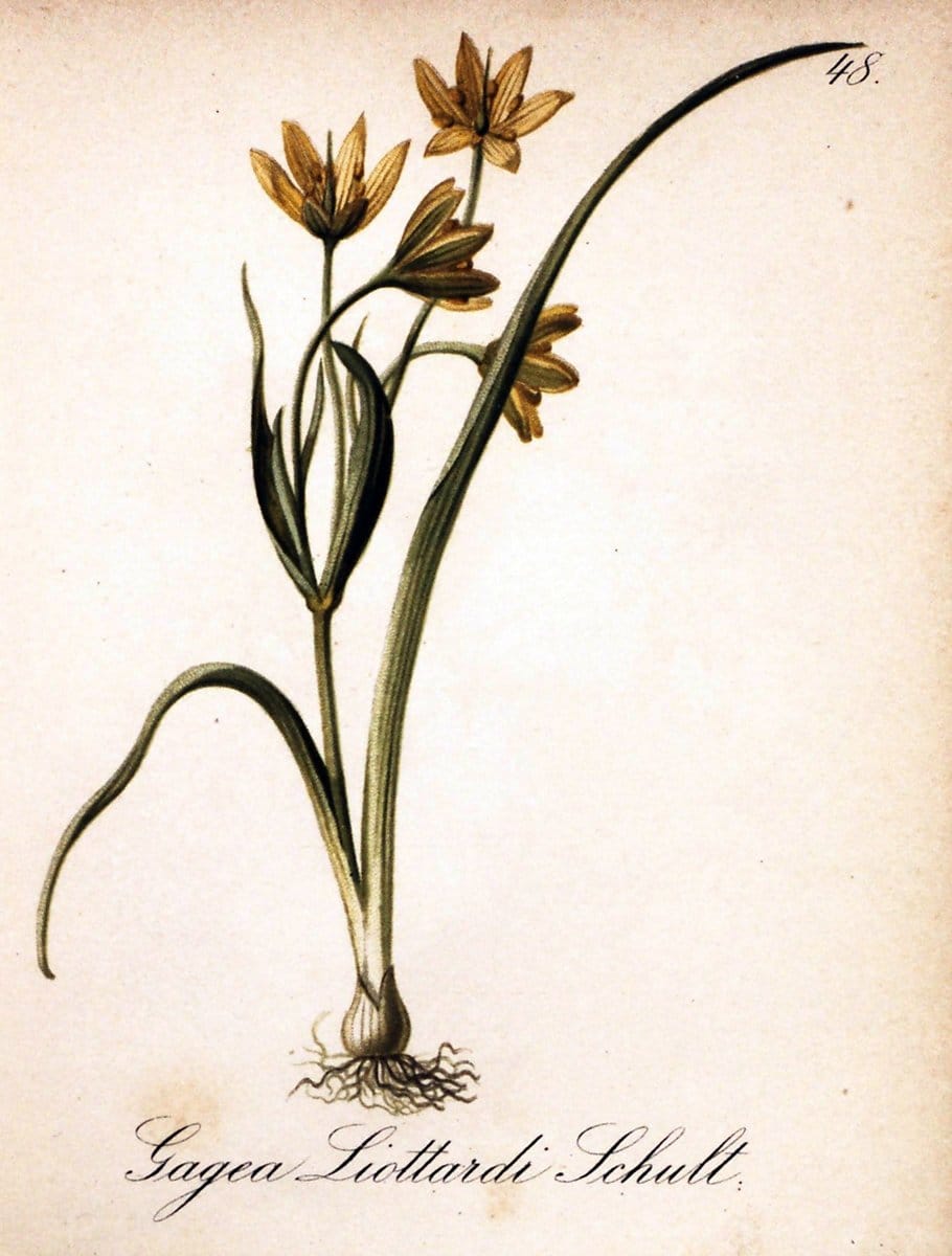 Die Alpenpflanzen nach der Natur gemalt /.Prag :F. Tempsky,1879-1884.. |  | Vintage Print Reproduction 470516