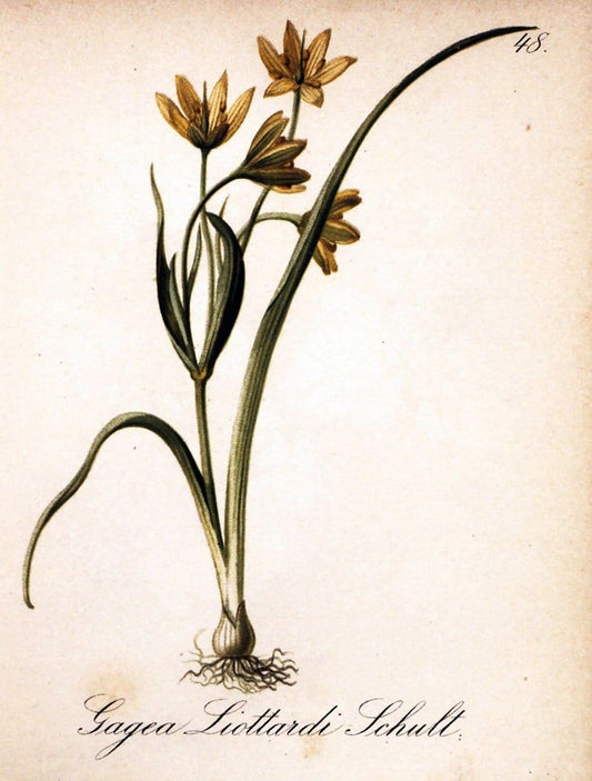 Die Alpenpflanzen nach der Natur gemalt /.Prag :F. Tempsky,1879-1884.. |  | Vintage Print Reproduction 470516