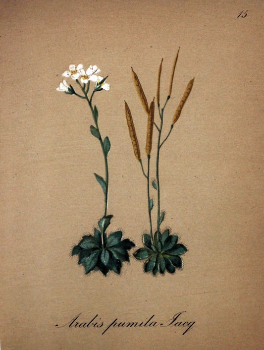 Die Alpenpflanzen nach der Natur gemalt /.Prag :F. Tempsky,1879-1884.. |  | Vintage Print Reproduction 470518