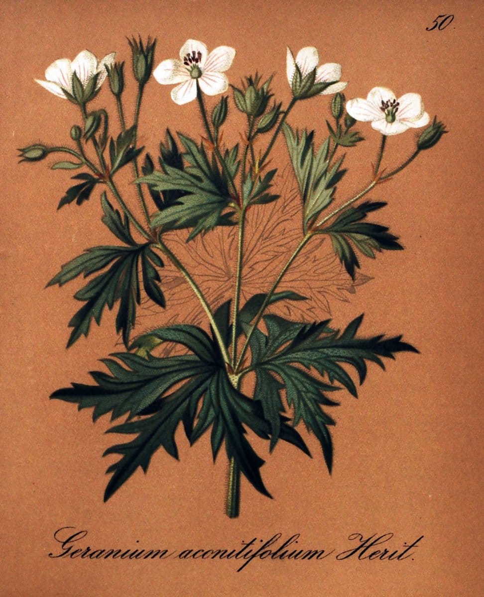 Die Alpenpflanzen nach der Natur gemalt /.Prag :F. Tempsky,1879-1884.. |  | Vintage Print Reproduction 470519