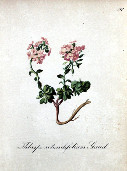 Die Alpenpflanzen nach der Natur gemalt /.Prag :F. Tempsky,1879-1884.. |  | Vintage Print Reproduction 470520