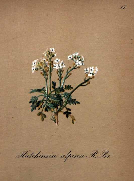 Die Alpenpflanzen nach der Natur gemalt /.Prag :F. Tempsky,1879-1884.. |  | Vintage Print Reproduction 470521