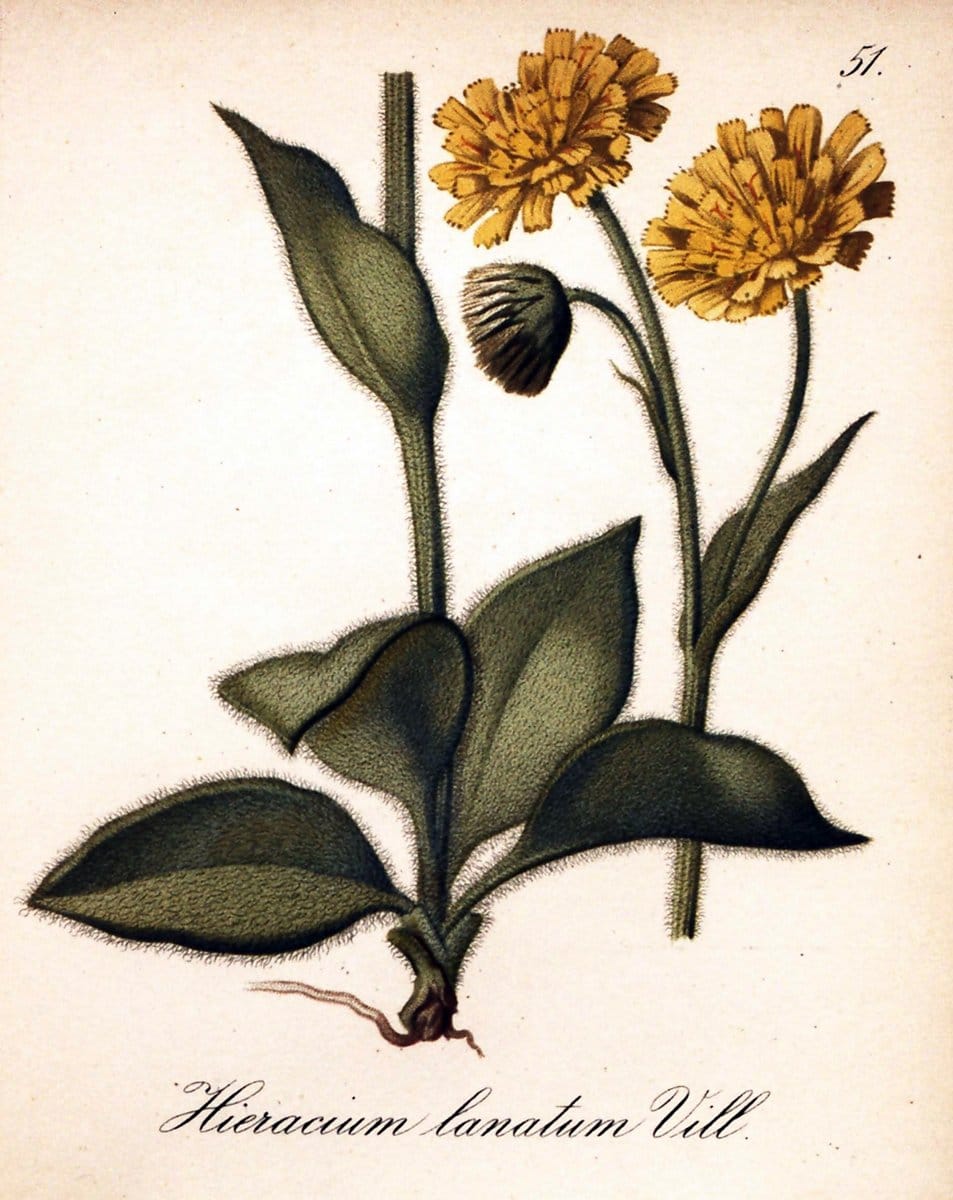 Die Alpenpflanzen nach der Natur gemalt /.Prag :F. Tempsky,1879-1884.. |  | Vintage Print Reproduction 470522