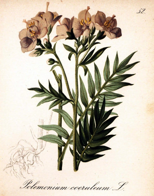 Die Alpenpflanzen nach der Natur gemalt /.Prag :F. Tempsky,1879-1884.. |  | Vintage Print Reproduction 470523