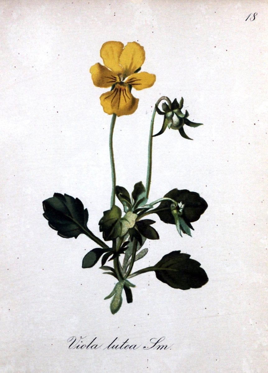 Die Alpenpflanzen nach der Natur gemalt /.Prag :F. Tempsky,1879-1884.. |  | Vintage Print Reproduction 470524