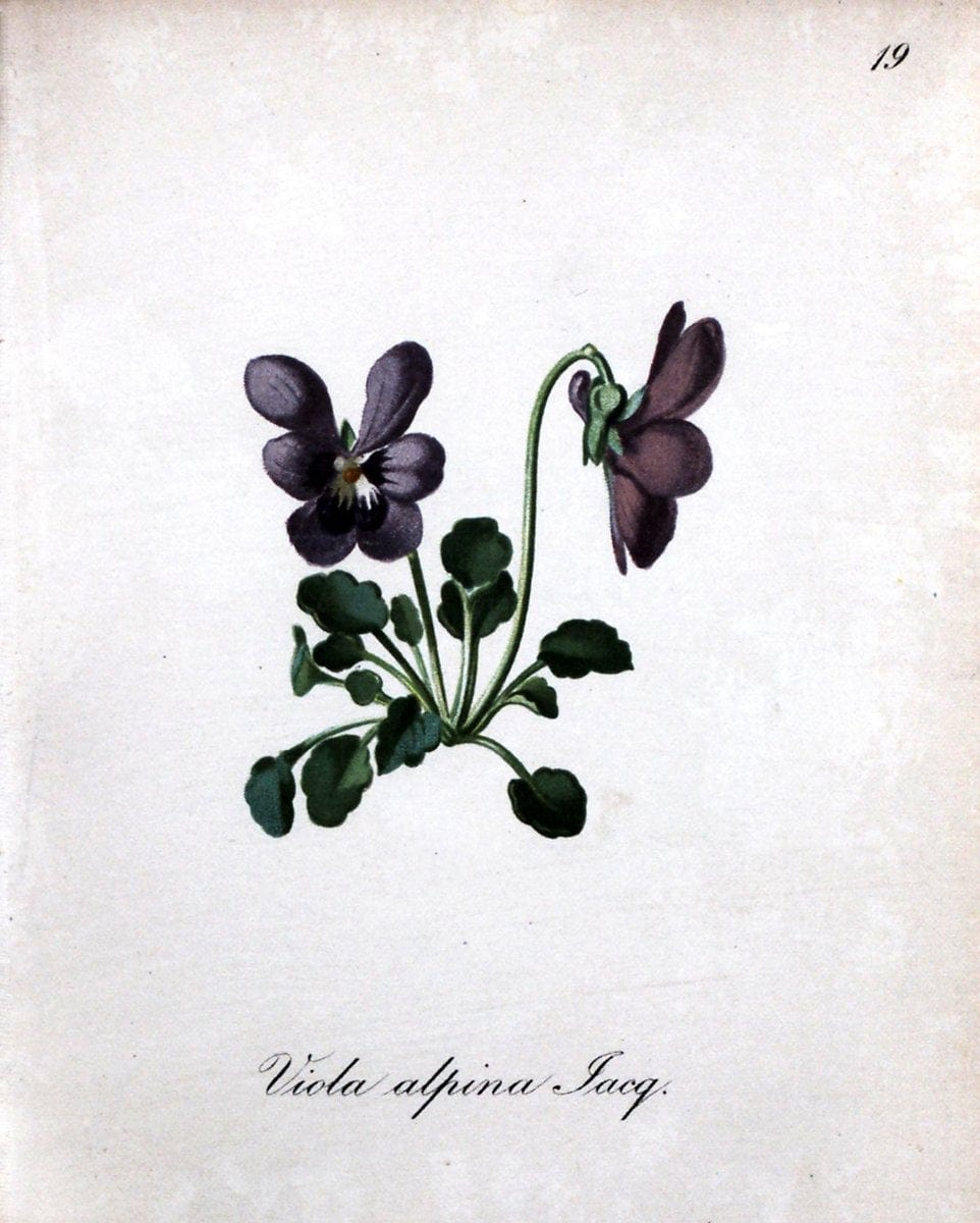 Die Alpenpflanzen nach der Natur gemalt /.Prag :F. Tempsky,1879-1884.. |  | Vintage Print Reproduction 470526