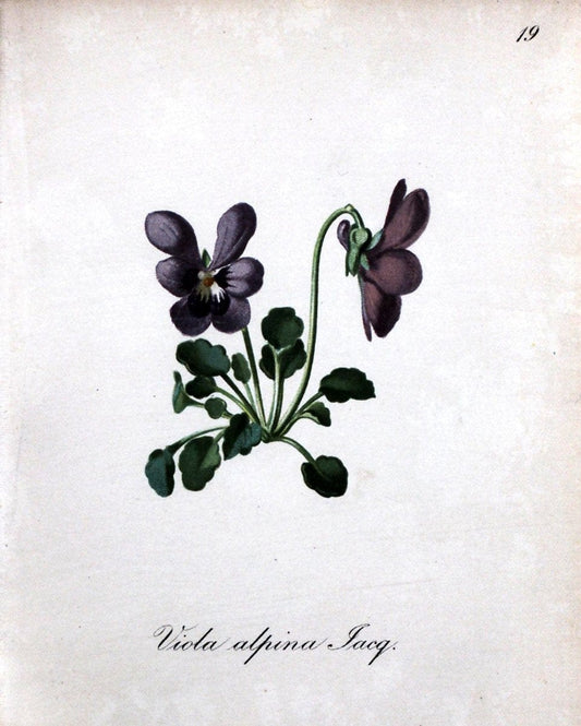 Die Alpenpflanzen nach der Natur gemalt /.Prag :F. Tempsky,1879-1884.. |  | Vintage Print Reproduction 470526