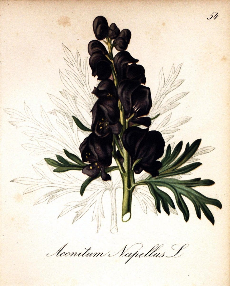 Die Alpenpflanzen nach der Natur gemalt /.Prag :F. Tempsky,1879-1884.. |  | Vintage Print Reproduction 470527