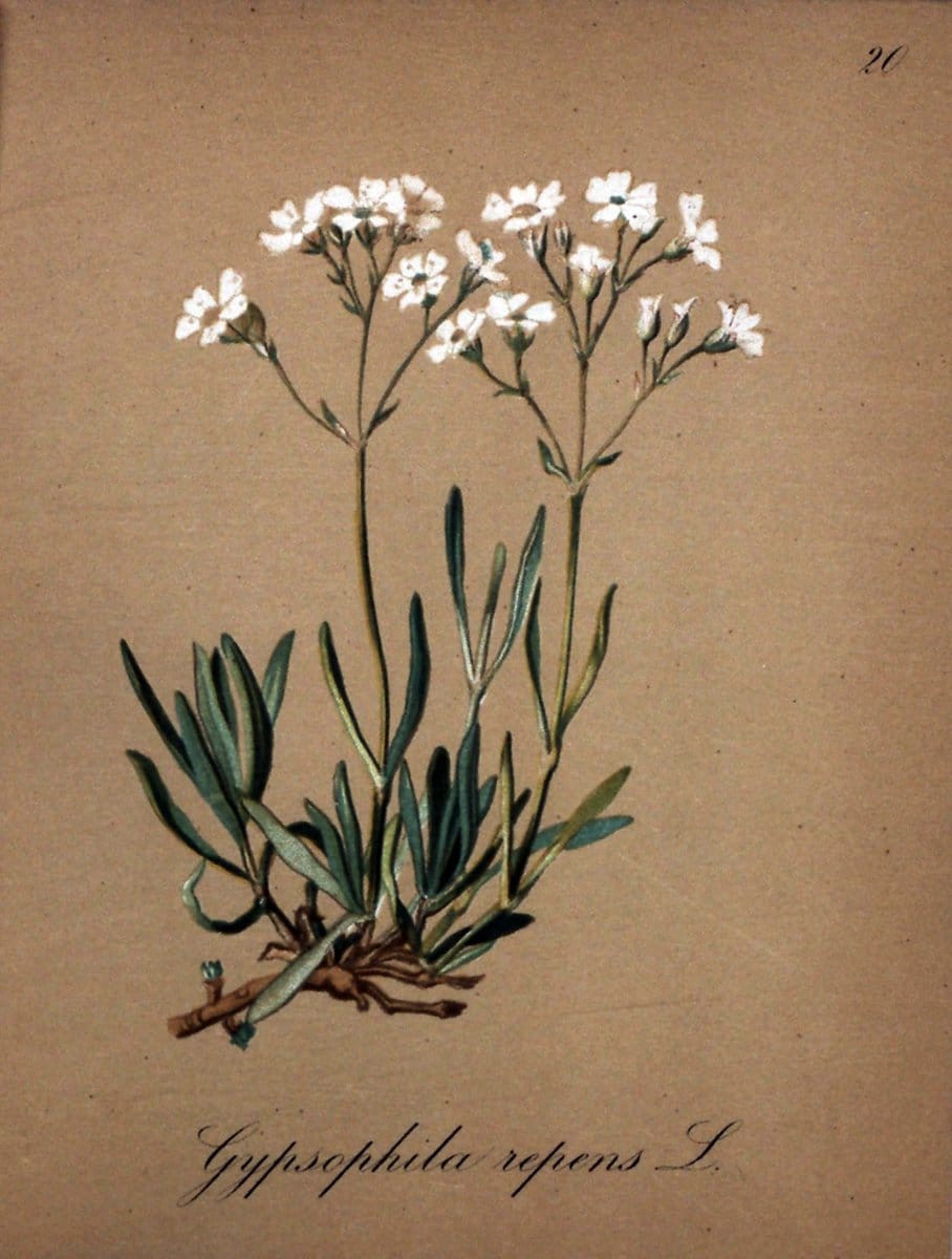 Die Alpenpflanzen nach der Natur gemalt /.Prag :F. Tempsky,1879-1884.. |  | Vintage Print Reproduction 470528