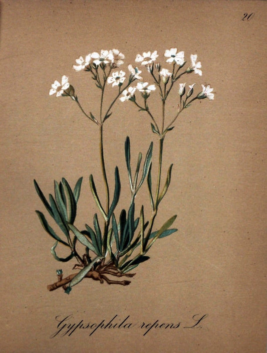 Die Alpenpflanzen nach der Natur gemalt /.Prag :F. Tempsky,1879-1884.. |  | Vintage Print Reproduction 470528