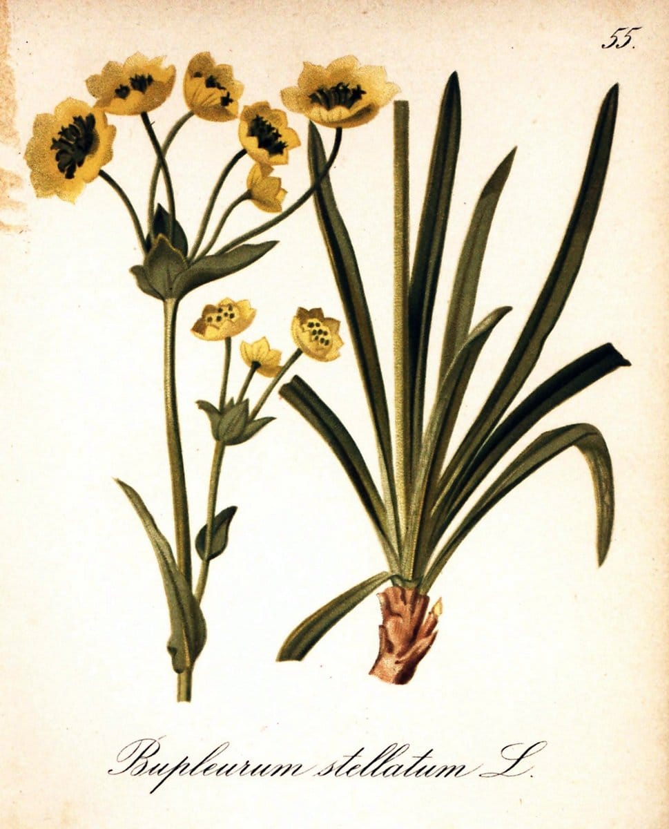 Die Alpenpflanzen nach der Natur gemalt /.Prag :F. Tempsky,1879-1884.. |  | Vintage Print Reproduction 470529