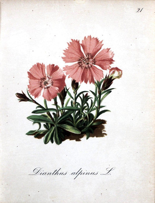 Die Alpenpflanzen nach der Natur gemalt /.Prag :F. Tempsky,1879-1884.. |  | Vintage Print Reproduction 470530