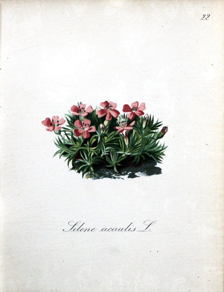 Die Alpenpflanzen nach der Natur gemalt /.Prag :F. Tempsky,1879-1884.. |  | Vintage Print Reproduction 470531