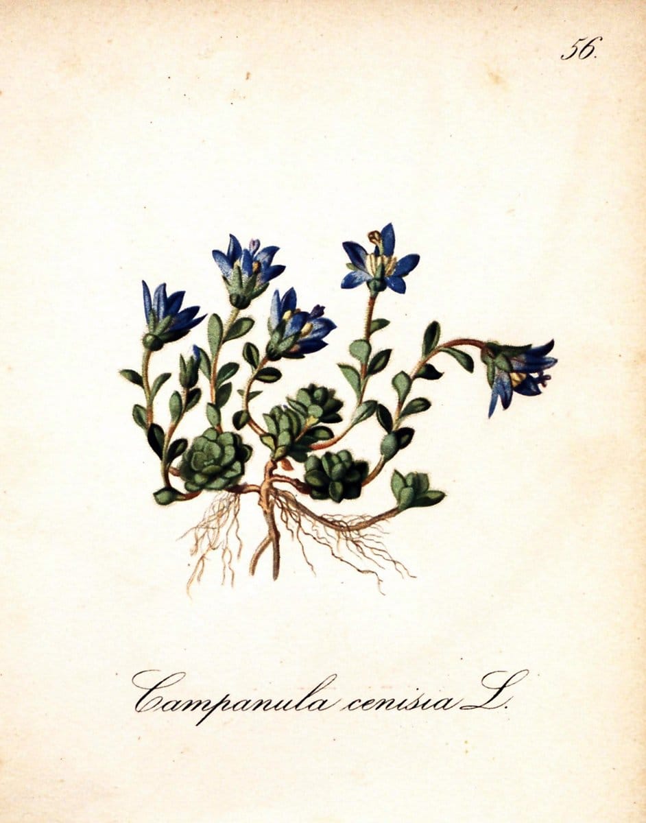 Die Alpenpflanzen nach der Natur gemalt /.Prag :F. Tempsky,1879-1884.. |  | Vintage Print Reproduction 470532