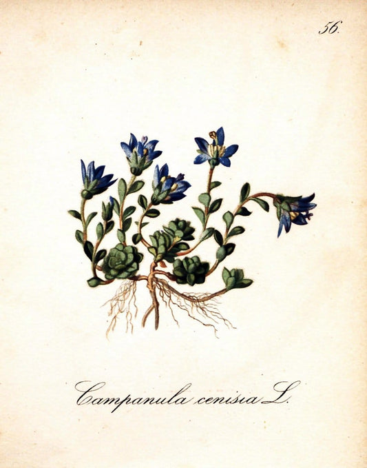 Die Alpenpflanzen nach der Natur gemalt /.Prag :F. Tempsky,1879-1884.. |  | Vintage Print Reproduction 470532