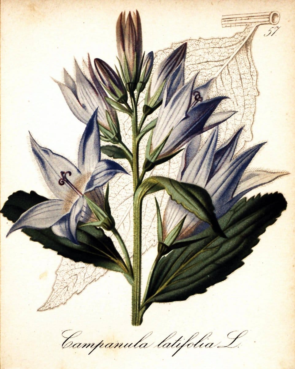 Die Alpenpflanzen nach der Natur gemalt /.Prag :F. Tempsky,1879-1884.. |  | Vintage Print Reproduction 470533