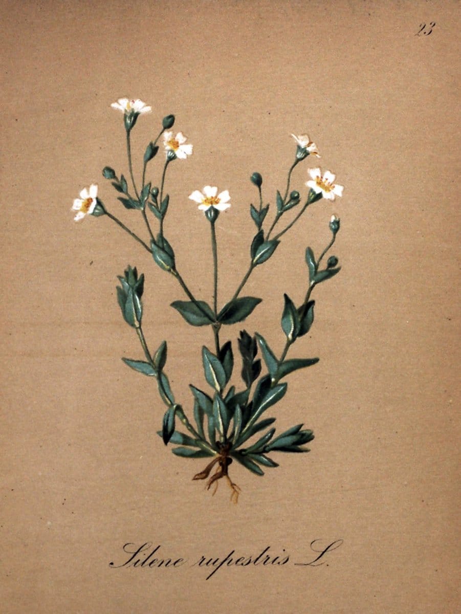 Die Alpenpflanzen nach der Natur gemalt /.Prag :F. Tempsky,1879-1884.. |  | Vintage Print Reproduction 470534