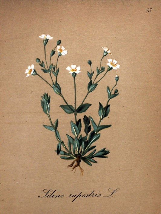 Die Alpenpflanzen nach der Natur gemalt /.Prag :F. Tempsky,1879-1884.. |  | Vintage Print Reproduction 470534