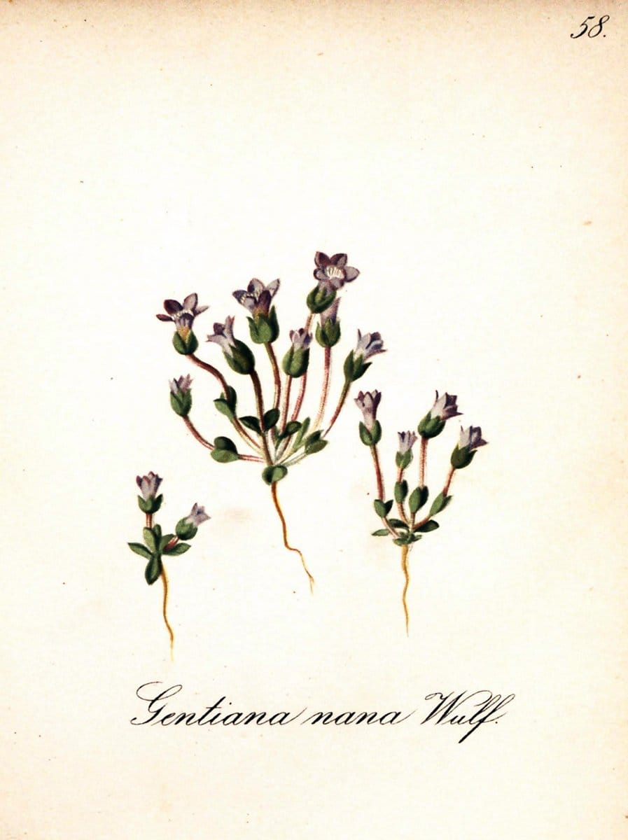 Die Alpenpflanzen nach der Natur gemalt /.Prag :F. Tempsky,1879-1884.. |  | Vintage Print Reproduction 470535