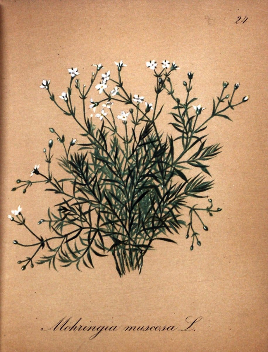 Die Alpenpflanzen nach der Natur gemalt /.Prag :F. Tempsky,1879-1884.. |  | Vintage Print Reproduction 470536