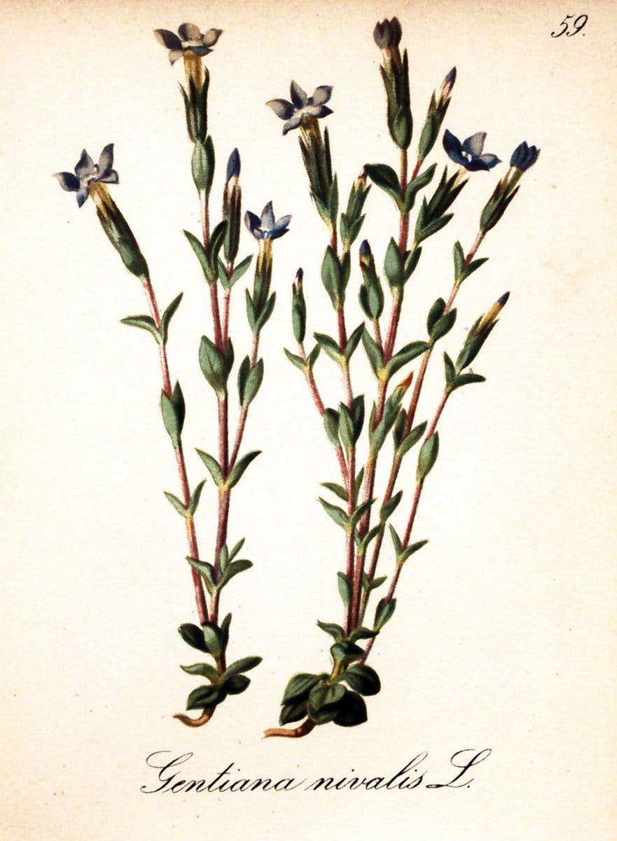 Die Alpenpflanzen nach der Natur gemalt /.Prag :F. Tempsky,1879-1884.. |  | Vintage Print Reproduction 470537