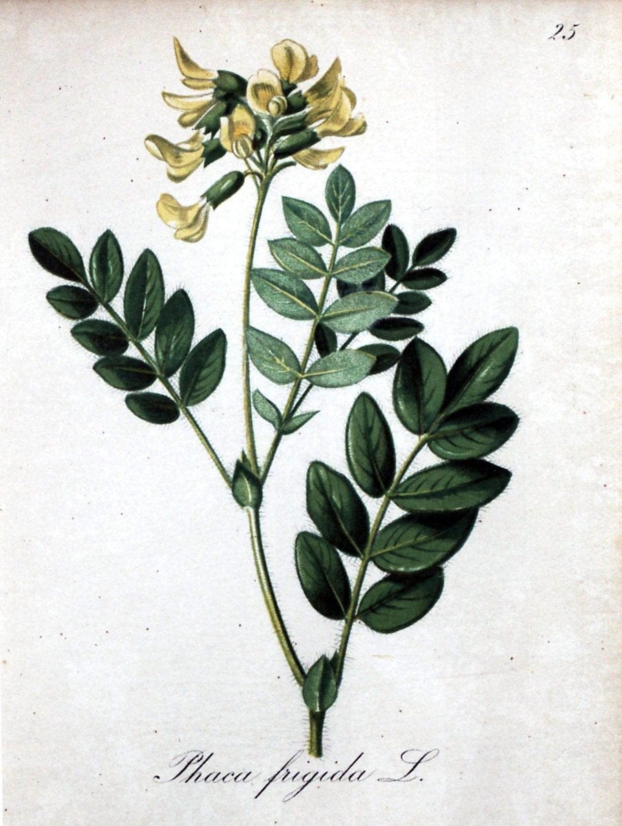 Die Alpenpflanzen nach der Natur gemalt /.Prag :F. Tempsky,1879-1884.. |  | Vintage Print Reproduction 470538