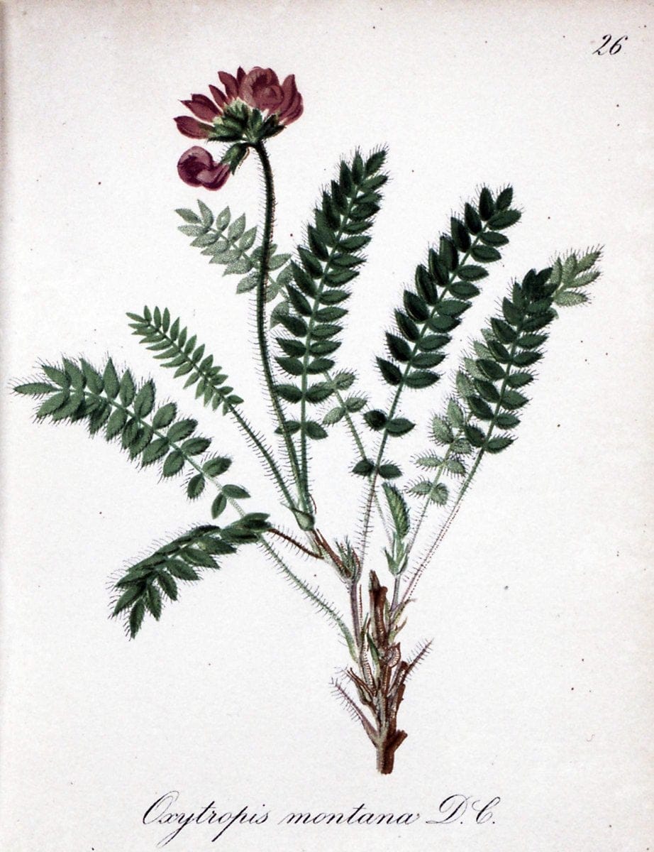 Die Alpenpflanzen nach der Natur gemalt /.Prag :F. Tempsky,1879-1884.. |  | Vintage Print Reproduction 470539