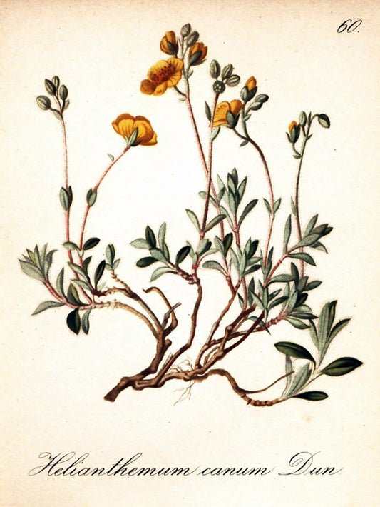 Die Alpenpflanzen nach der Natur gemalt /.Prag :F. Tempsky,1879-1884.. |  | Vintage Print Reproduction 470540