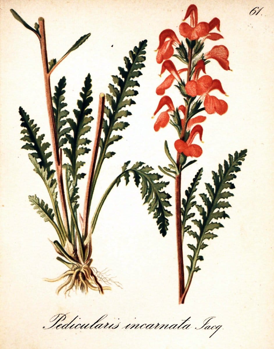 Die Alpenpflanzen nach der Natur gemalt /.Prag :F. Tempsky,1879-1884.. |  | Vintage Print Reproduction 470541