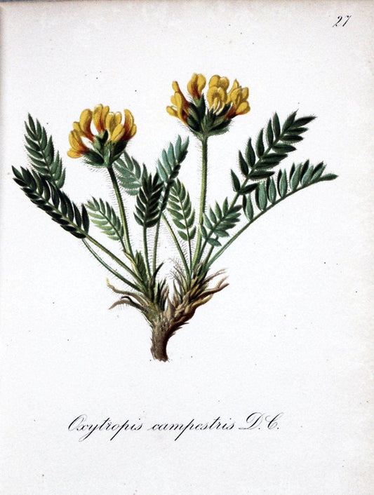 Die Alpenpflanzen nach der Natur gemalt /.Prag :F. Tempsky,1879-1884.. |  | Vintage Print Reproduction 470542