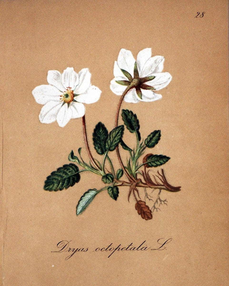 Die Alpenpflanzen nach der Natur gemalt /.Prag :F. Tempsky,1879-1884.. |  | Vintage Print Reproduction 470543