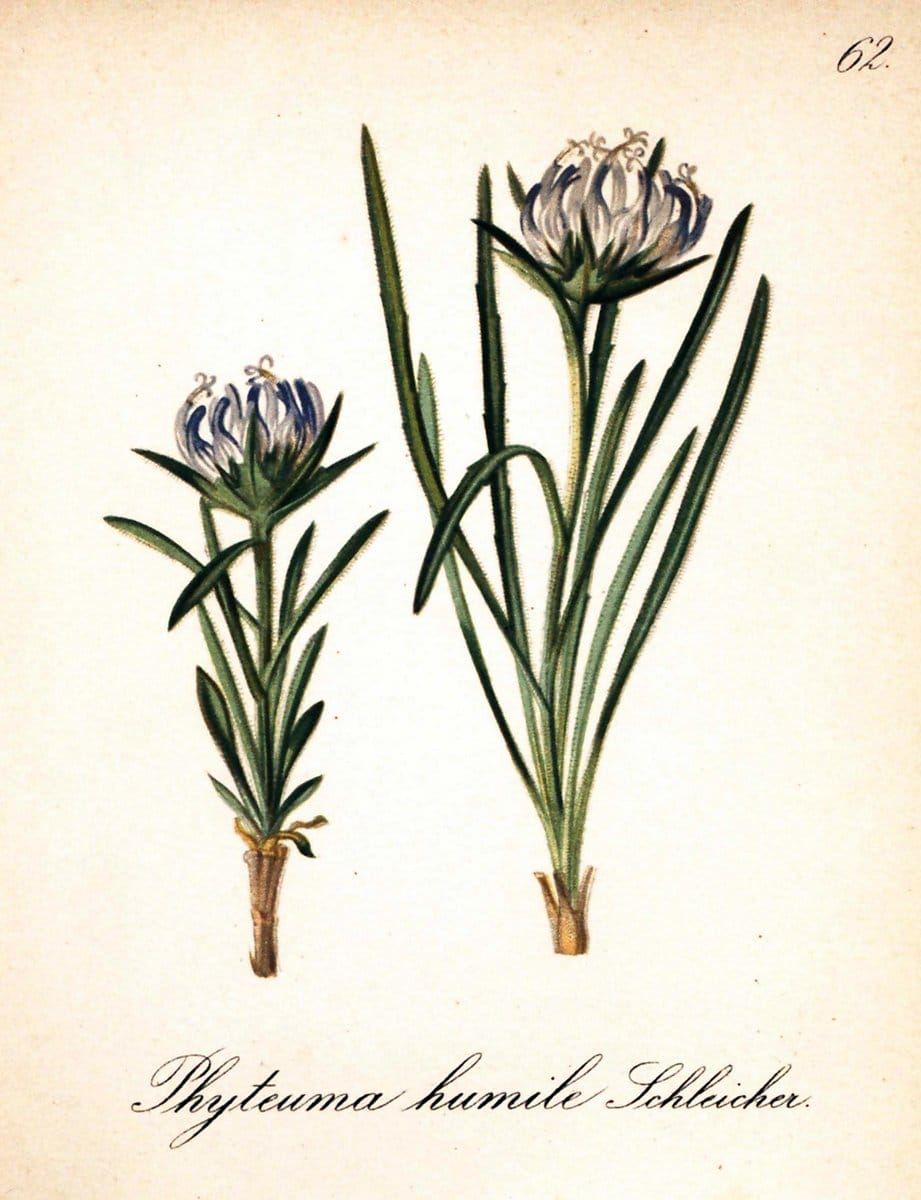 Die Alpenpflanzen nach der Natur gemalt /.Prag :F. Tempsky,1879-1884.. |  | Vintage Print Reproduction 470544