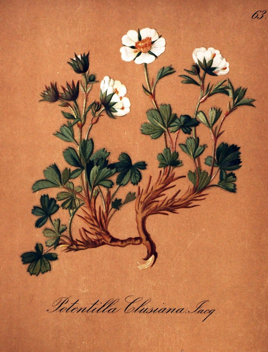 Die Alpenpflanzen nach der Natur gemalt /.Prag :F. Tempsky,1879-1884.. |  | Vintage Print Reproduction 470545