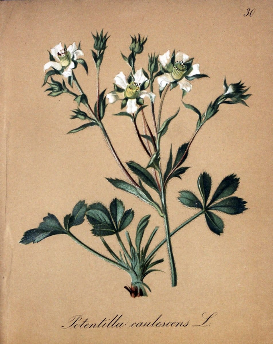 Die Alpenpflanzen nach der Natur gemalt /.Prag :F. Tempsky,1879-1884.. |  | Vintage Print Reproduction 470547