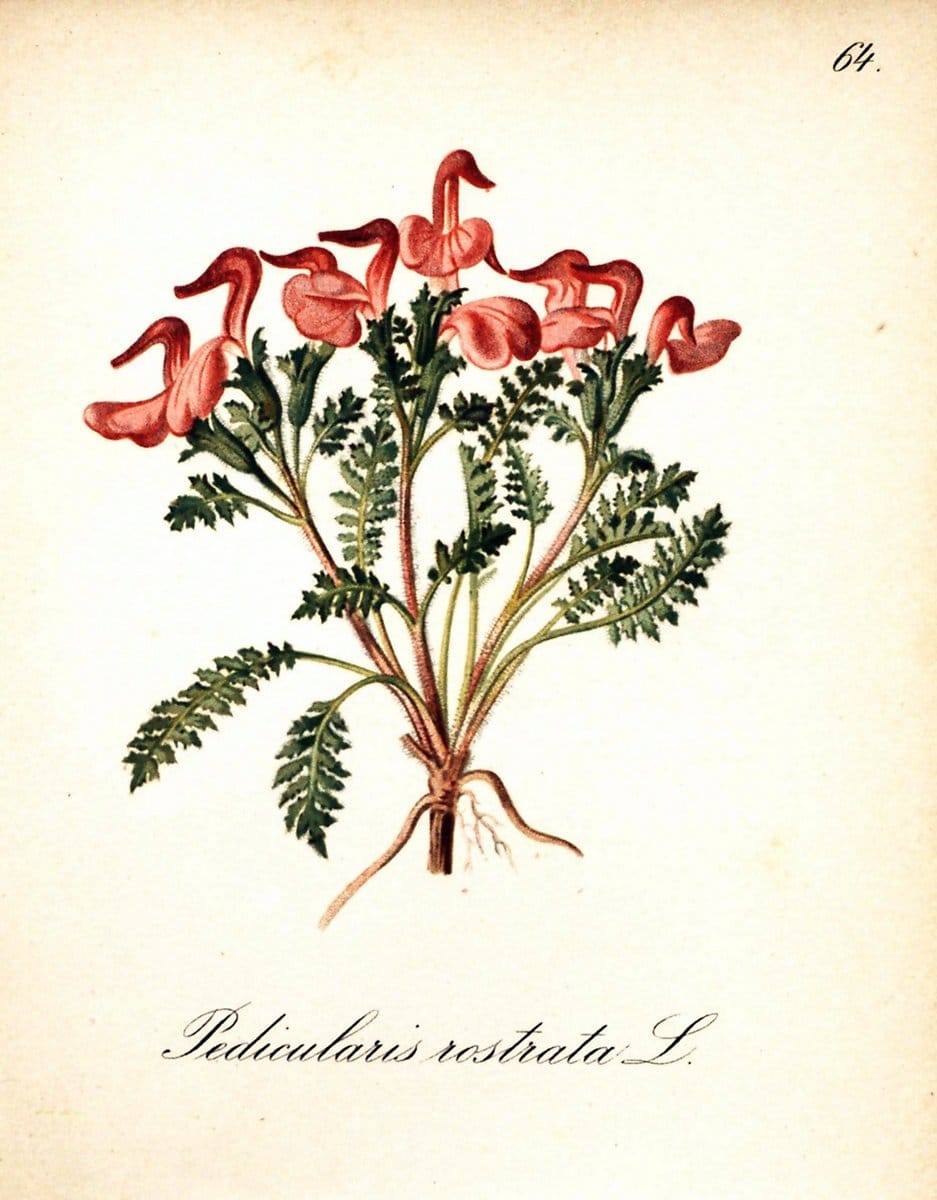 Die Alpenpflanzen nach der Natur gemalt /.Prag :F. Tempsky,1879-1884.. |  | Vintage Print Reproduction 470548