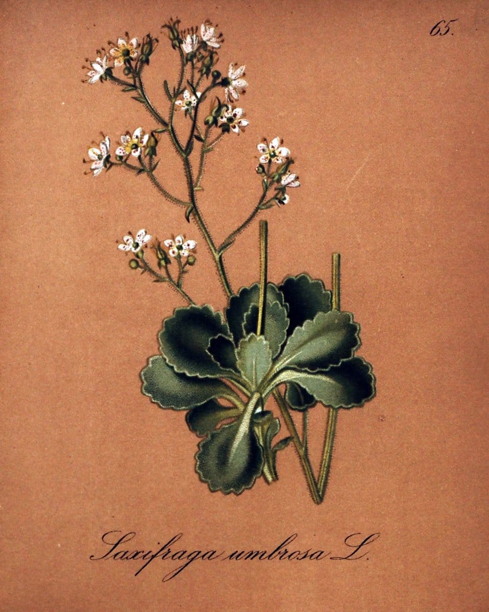 Die Alpenpflanzen nach der Natur gemalt /.Prag :F. Tempsky,1879-1884.. |  | Vintage Print Reproduction 470549