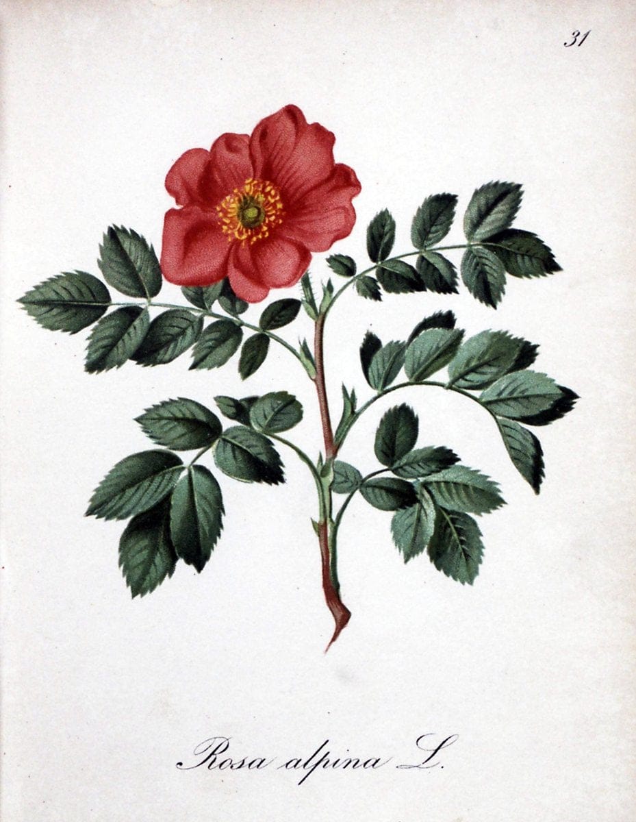 Die Alpenpflanzen nach der Natur gemalt /.Prag :F. Tempsky,1879-1884.. |  | Vintage Print Reproduction 470550