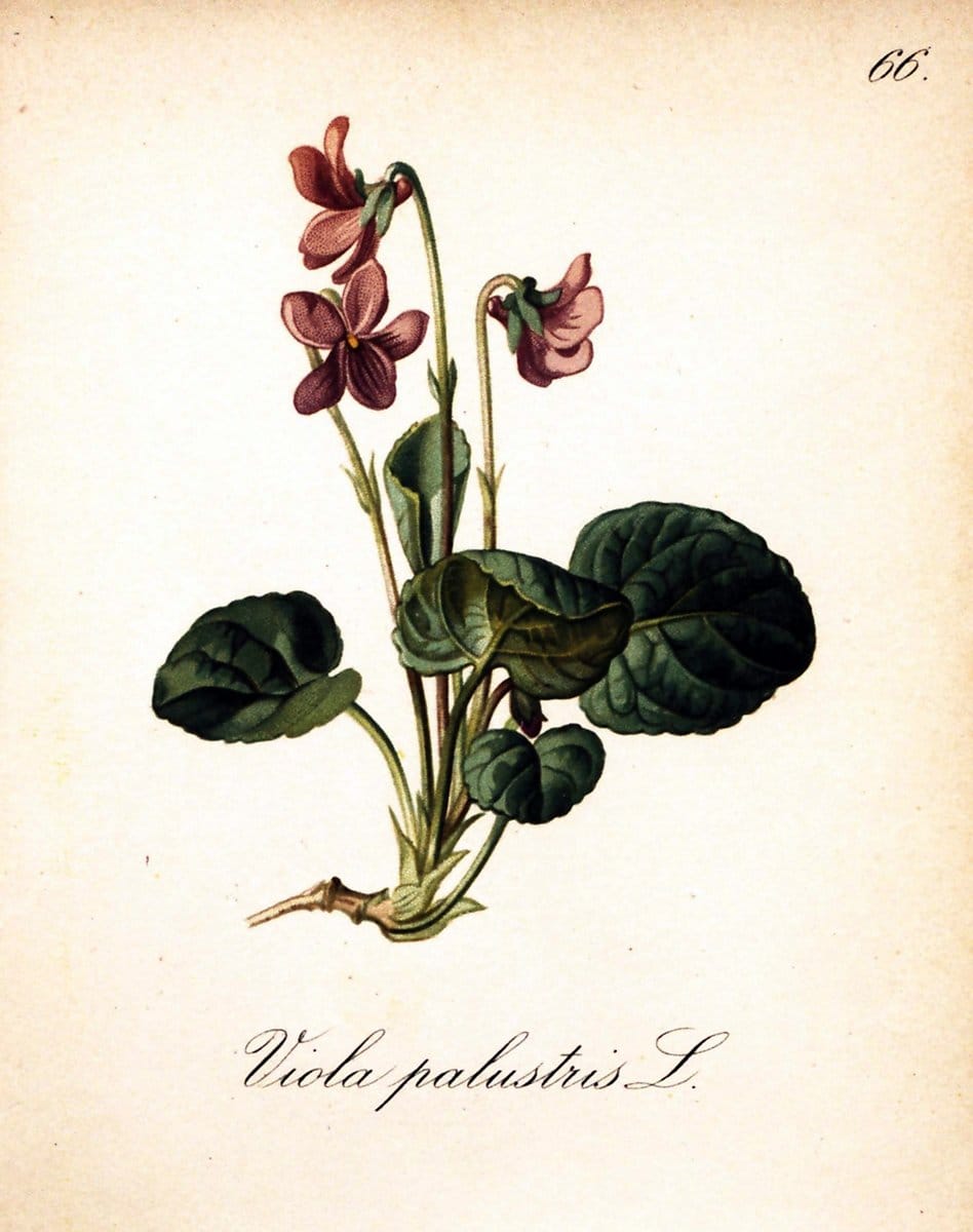 Die Alpenpflanzen nach der Natur gemalt /.Prag :F. Tempsky,1879-1884.. |  | Vintage Print Reproduction 470552