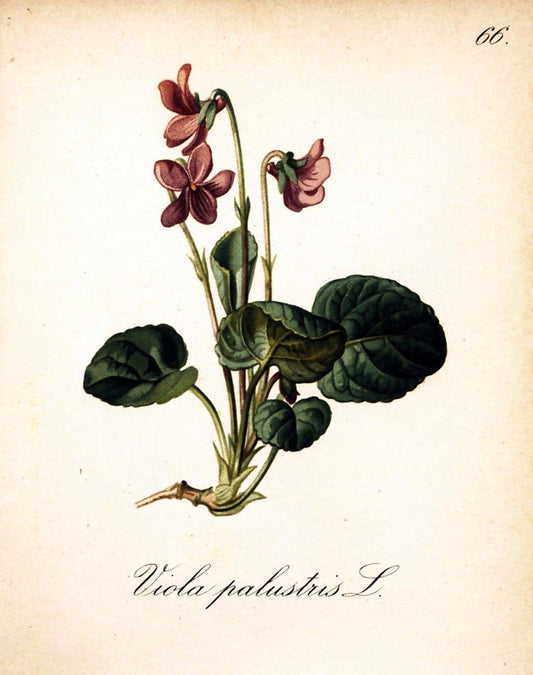 Die Alpenpflanzen nach der Natur gemalt /.Prag :F. Tempsky,1879-1884.. |  | Vintage Print Reproduction 470552