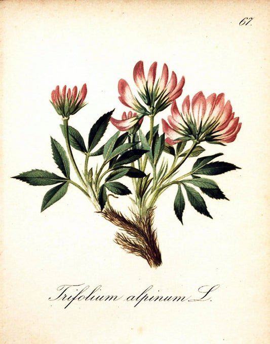 Die Alpenpflanzen nach der Natur gemalt /.Prag :F. Tempsky,1879-1884.. |  | Vintage Print Reproduction 470553