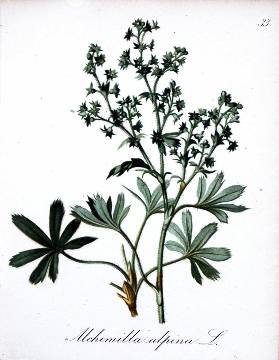 Die Alpenpflanzen nach der Natur gemalt /.Prag :F. Tempsky,1879-1884.. |  | Vintage Print Reproduction 470554