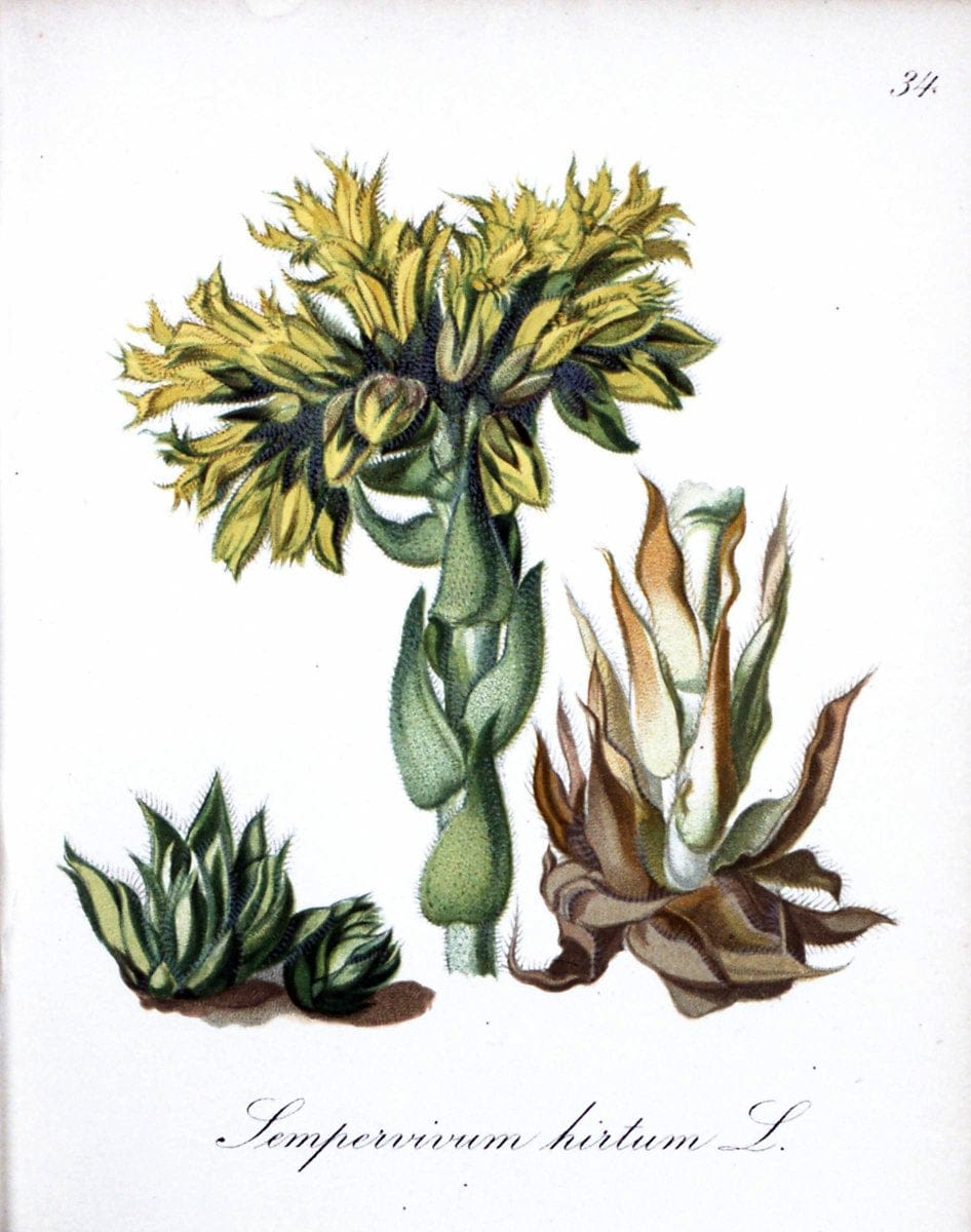 Die Alpenpflanzen nach der Natur gemalt /.Prag :F. Tempsky,1879-1884.. |  | Vintage Print Reproduction 470555