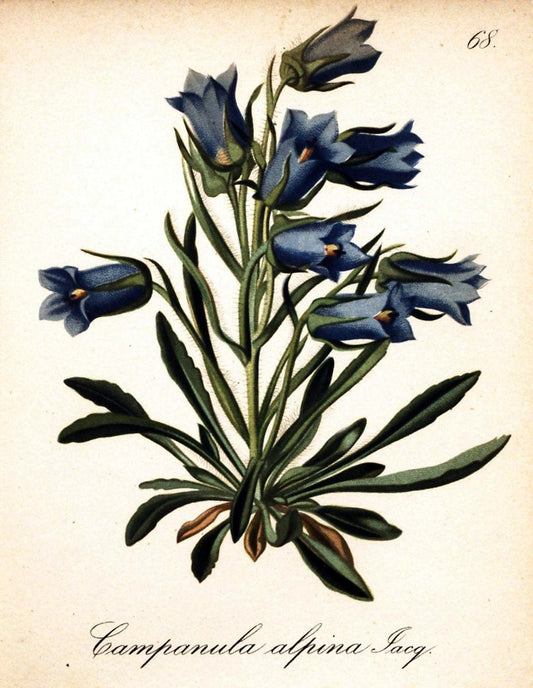 Die Alpenpflanzen nach der Natur gemalt /.Prag :F. Tempsky,1879-1884.. |  | Vintage Print Reproduction 470556