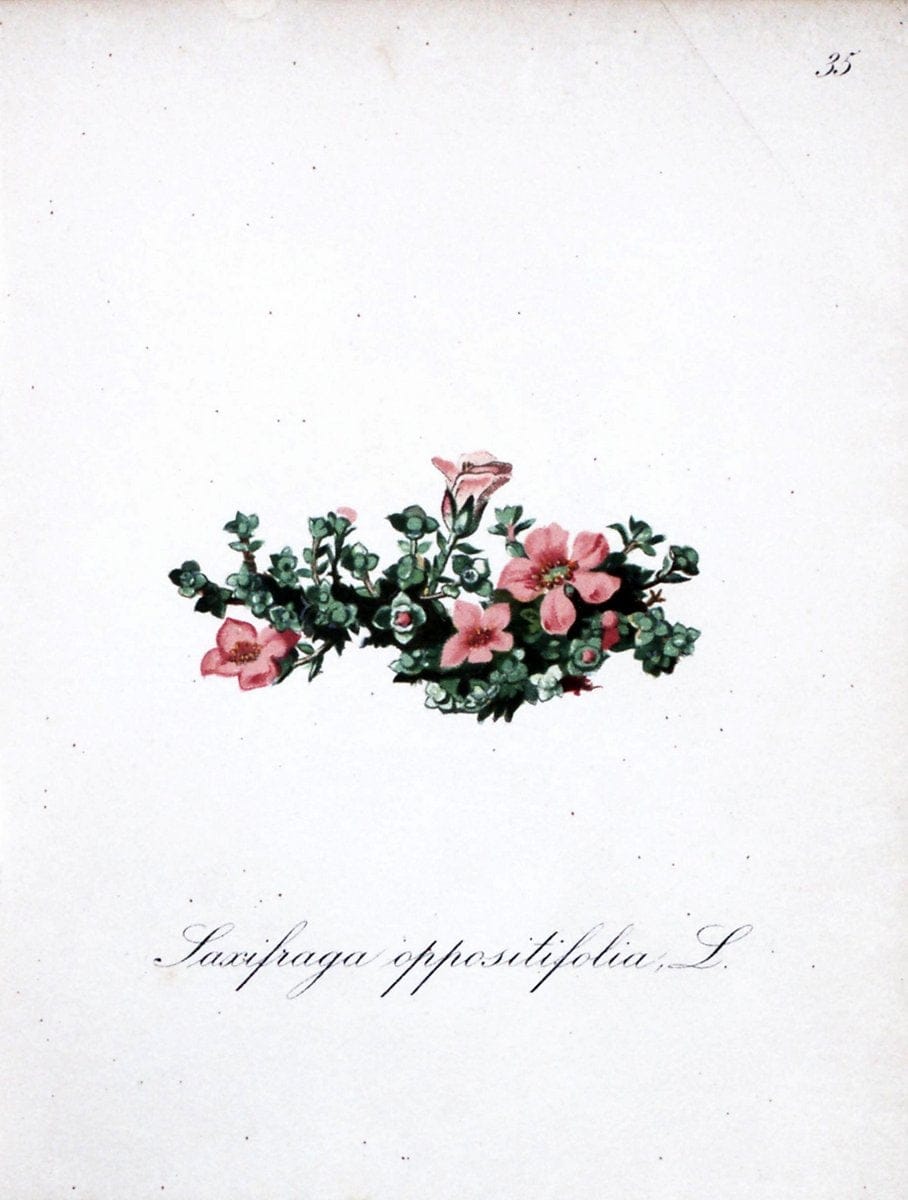 Die Alpenpflanzen nach der Natur gemalt /.Prag :F. Tempsky,1879-1884.. |  | Vintage Print Reproduction 470558