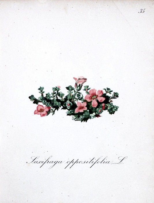 Die Alpenpflanzen nach der Natur gemalt /.Prag :F. Tempsky,1879-1884.. |  | Vintage Print Reproduction 470558